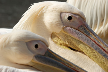 Pelicans