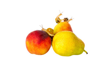 snails on fruits - peach and pear