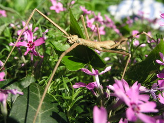 Stabschrecke vor Blume