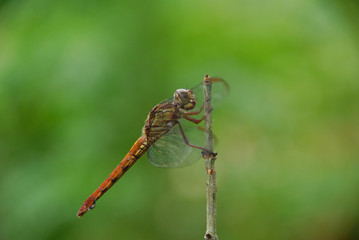 Libellula