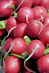 radish