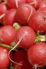 radish