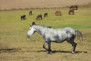 Naklejka premium Herd of horses