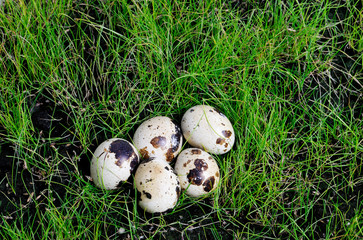 quail eggs on the grass