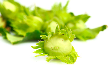 unripe or verdant hazelnuts