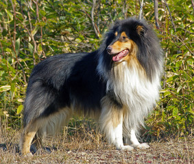 Dog sort collie, paint - three colours