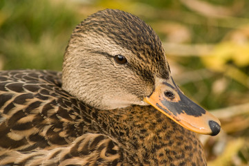 Female Mallard