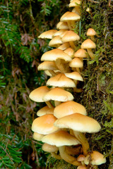 Wild Rain forest Mushrooms