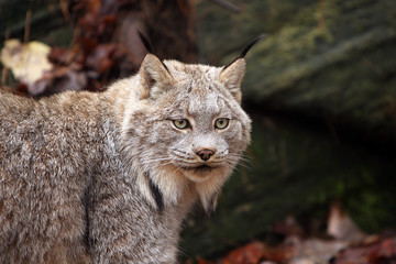 Obraz premium Canada Lynx