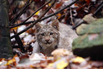 Fototapeta premium Baby Canada Lynx