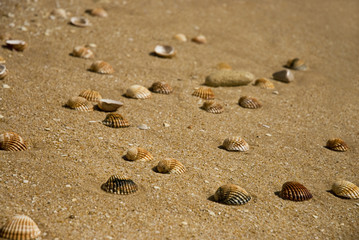 Muscheln
