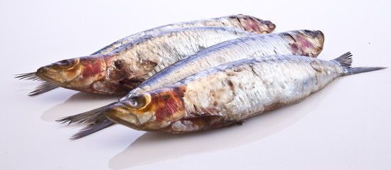 Row of four fresh Sardines
