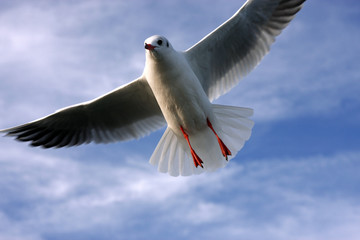 Möwen