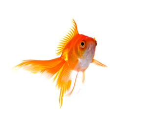 Fototapeta premium goldfish