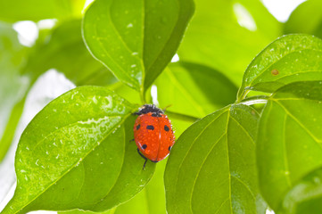 green leaf with ladybug