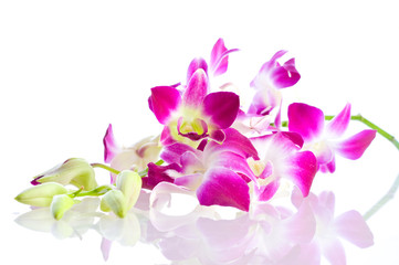 Obraz na płótnie Canvas Orchid. Isolation on white