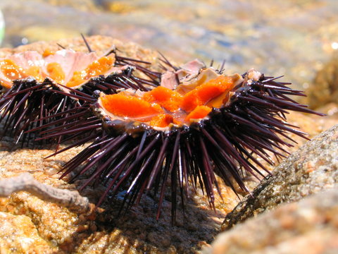 riccio di mare