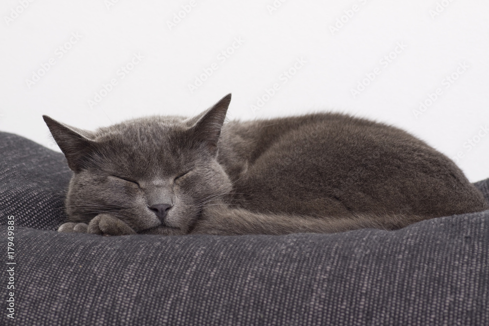 Wall mural sleepy gray cat