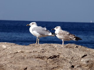 Herr und Frau Möwe