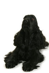 chien cocker, couché sur fond blanc,