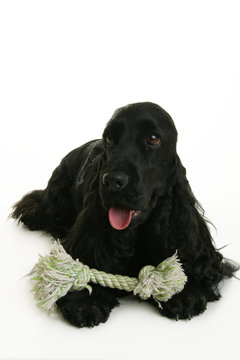 369 Best Cocker Spaniel Anglais Images Stock Photos Vectors Adobe Stock