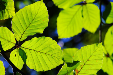 close up of green leaves on the dark background