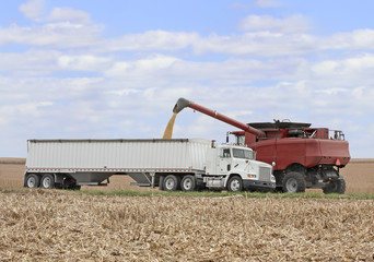 Obraz premium Corn Harvest