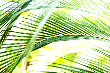 Palmenblatt im Sonnenlicht Motion Blur