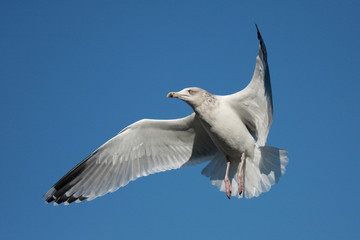Möwe