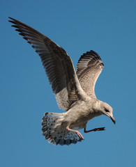 Möwe