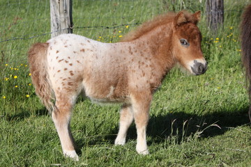 Shetlandpony