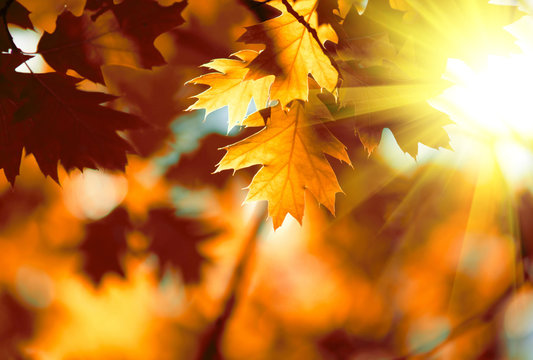 Red maple leaves background