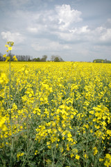 champ de fleurs2