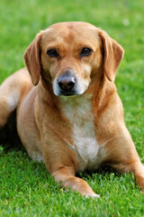 Ein Hund auf der Wiese