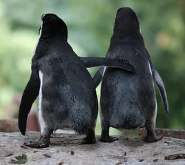 Plexiglas foto achterwand Pinguïns © Frank Krautschick