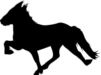 Toelt 10 - IcelandicHorse