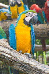 Blue and yellow macaw, or Ara