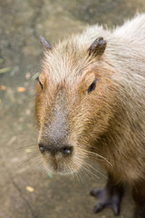 Closeup of an adult capybara