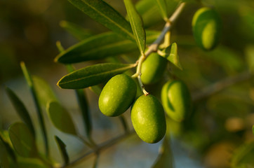 Detail of olive tree branch - 17956005