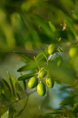 Zelfklevend Fotobehang Olijfboom Detail van olijfboomtak: