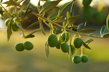Deurstickers Olijfboom Detail van olijfboomtak: