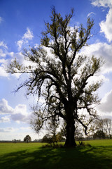 Fototapeta na wymiar Baum im Gegenlicht