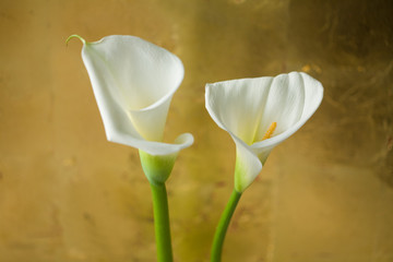 Blumen, Calla ( Zantedeschien ) vor Blattgold