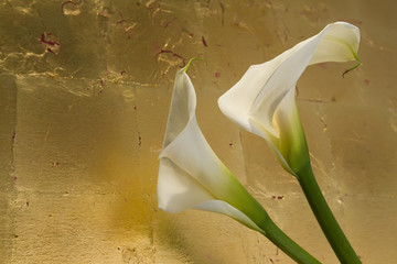 Blumen, Calla ( Zantedeschien ) vor Blattgold
