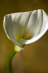 Blumen, Calla ( Zantedeschien ) vor Blattgold Nahaufnahme