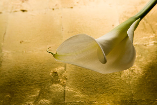 Blumen, Calla ( Zantedeschien ) vor Blattgold Nahaufnahme