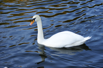 Floating swan