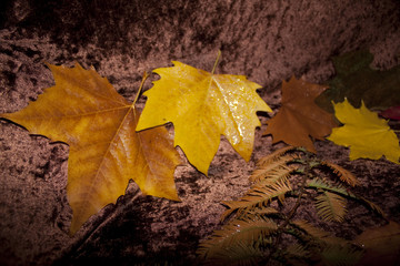 Der Herbst
