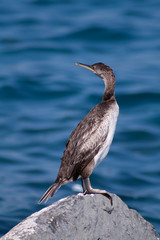 cormorano