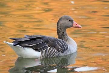 Gans - Kanadische Graugans auf dem See im Herbst